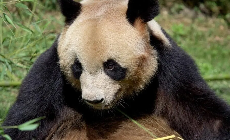 フランスで生まれた最初のジャイアントパンダが別れを告げ、中国に向かう
