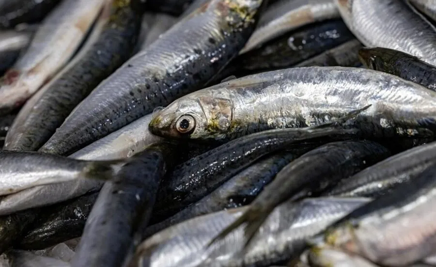 フランスで販売されている魚のほぼ半分は「持続可能な供給源からではない」