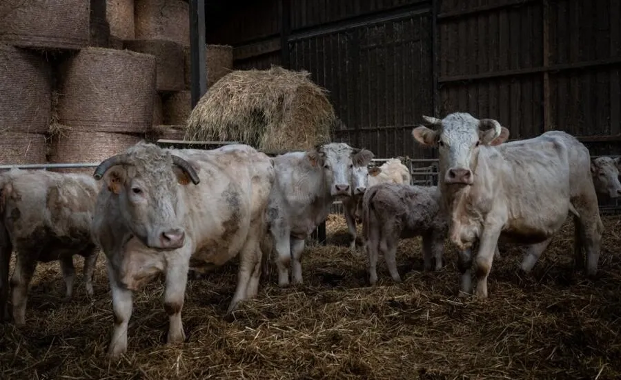 フランスの食品監視機関は、肉、乳製品、卵の動物福祉ラベルを求めています