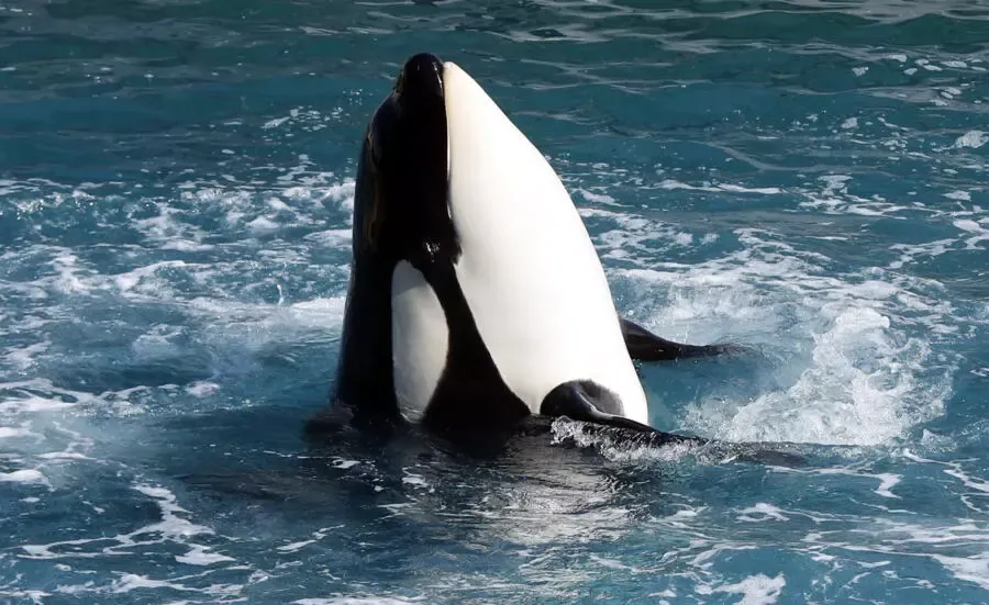 大臣はフランスの水族館から日本へのクジラの移送に反対する